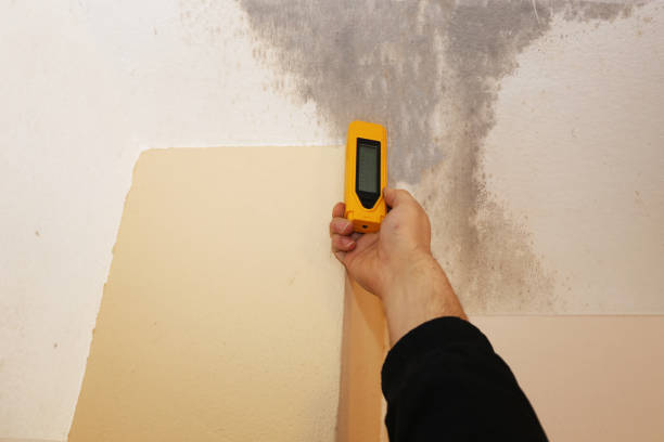 Best Crawl Space Mold Remediation  in Mahopac, NY