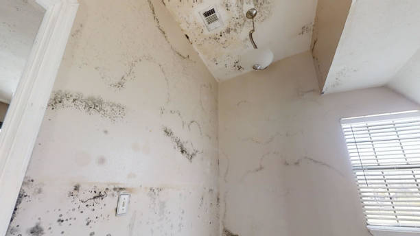 Best Biohazard Mold Removal  in Mahopac, NY
