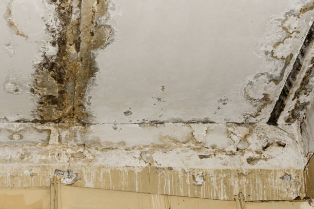 Best Environmental Consulting for Mold Prevention  in Mahopac, NY