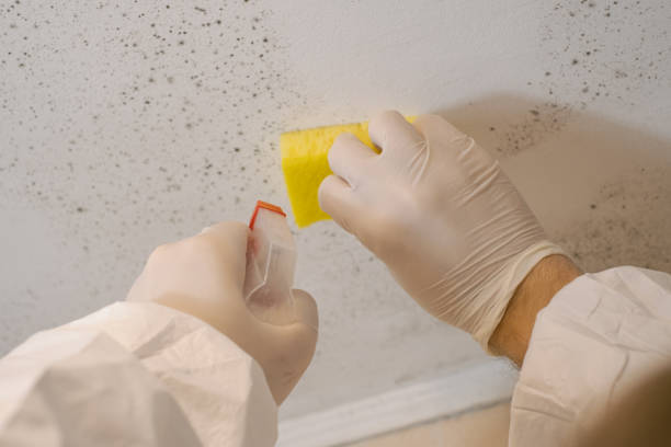 Trusted Mahopac, NY Mold Removal Experts