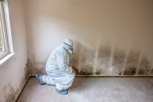 Forensic Mold Investigation in Mahopac, NY